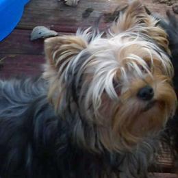 Buddy - Blue and gold male Yorkshire Terrier puppy in Baraga, Michigan from Ojibwa Yorkies