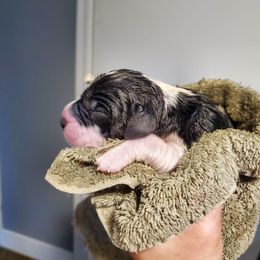 Great Dane Puppies from Dog in Mind Danes