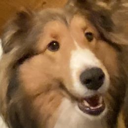 Autumn - Shetland Sheepdog