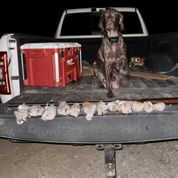 Meka - German Shorthaired Pointer