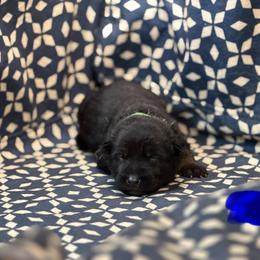 Blue collar - Bi-color male German Shepherd puppy in Riverside, California from Von Der Sagobi
