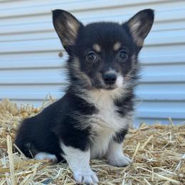 Snooki - Black and tan female American Corgi puppy in East Oakdale, California from Rhettro Kennels