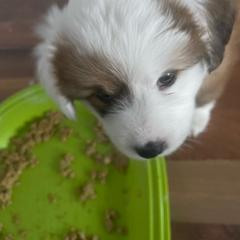 Abby - White and red Pembroke Welsh Corgi puppy in Macomb, Michigan from Corgiland Ranch