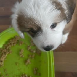 Abby - White and red Pembroke Welsh Corgi puppy in Macomb, Michigan from Corgiland Ranch