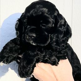 Cocker Spaniel Puppies from Doc's Cockers