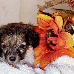 Spec - Black and white male Companion Cross puppy in Garvin, Oklahoma from Hochatown Awesome Aussies