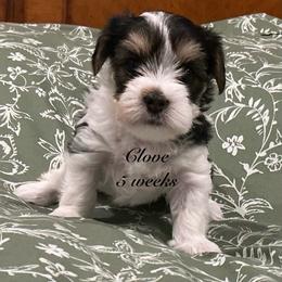 Clove - Parti female Yorkshire Terrier puppy in Forest, Virginia from Majestic Touch Kennels and Pet Services