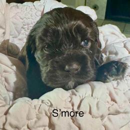 S'More - Brown and white female Cocker Spaniel puppy in Memphis, Tennessee from Cordova Cockers