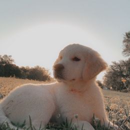 Goldendoodles from Cajun Doodles and Retrievers, LLC