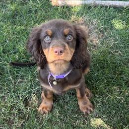 Cavalier King Charles Spaniels from Serenity Cavaliers