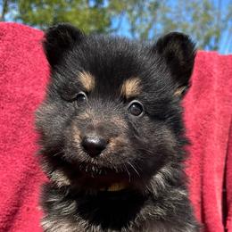 Female 1 - Black and tan female German Shepherd puppy in Allentown, Pennsylvania from VMH Shepherds