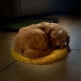 Theo - Apricot male Cavapoo puppy in Gilbert, Arizona from Arizona Toy Cavapoos – Health‐Tested & Home‐Raised