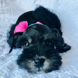 Miniature Schnauzer Puppies from The BrickHouse Miniature Schnauzers