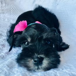 Miniature Schnauzer Puppies from The BrickHouse Miniature Schnauzers