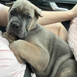Reserved- Green Collar Male - Gray and fawn male Cane Corso puppy in Aiken, South Carolina from Hazel’s House of Cane Corso