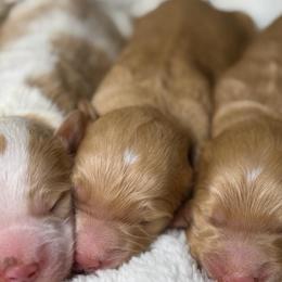 Red M 1 - Red  male Goldendoodle puppy in Belgreen, Alabama from Scott’s Farm Poodles and Doodles