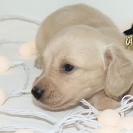 Dachshund Puppies from Piney Woods Miniature Dachshunds LLC