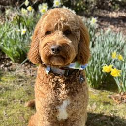 Gus - Goldendoodle
