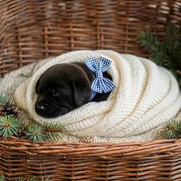 Bear - Black male Labrador Retriever puppy in Peru, Indiana from Harvest Moon Farms - Indiana English Cream Golden Retrievers