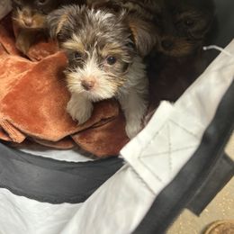 Yorkshire Terrier Puppies from MCM Acres