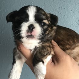 Shih Tzu Puppies from Ling Lings’ Shih Tzu