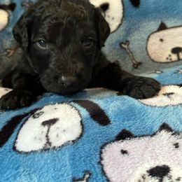 Goldendoodle Puppies from Bridger Peak Doodles