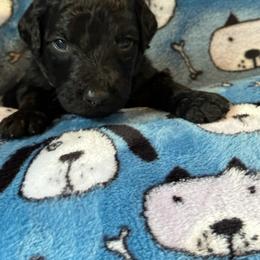 Goldendoodle Puppies from Bridger Peak Doodles