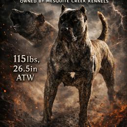 Perro de Presa Canario Puppies from Mesquite Creek Kennels