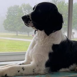 English Springer Spaniels from Wednesday’s Dogs