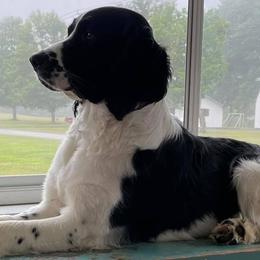 English Springer Spaniels from Wednesday’s Dogs