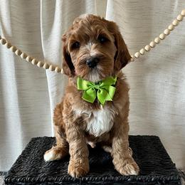 Brave - Green Collar Male - Red  male Goldendoodle puppy in Bradenton, Florida from Suncoast Goldendoodles