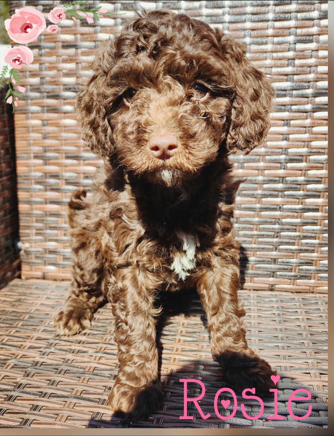 Aussiedoodles, Bernedoodles, Cavapoos, Goldendoodles, and Labradoodles from Mini Goldendoodles of Cape Cod
