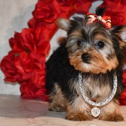 Elsa - Black and gold Yorkshire Terrier puppy in Maple Heights, Ohio from Yorkiesllc