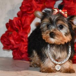 Elsa - Black and gold Yorkshire Terrier puppy in Maple Heights, Ohio from Yorkiesllc