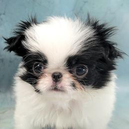 Small boy - White and black male Japanese Chin puppy in Kissimmee, Florida from kennel ASTRAGUS