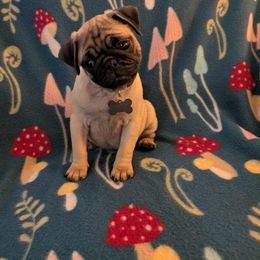 Pug Puppies from Lisa's Pugalicious Pugs