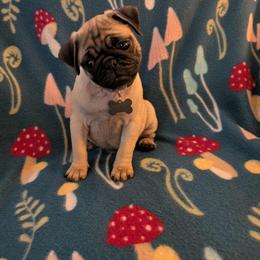 Pug Puppies from Lisa's Pugalicious Pugs