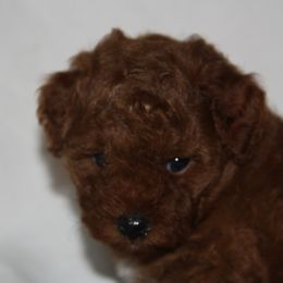 Australian Shepherd, Goldendoodle, and Poodle Puppies from 5AFarms