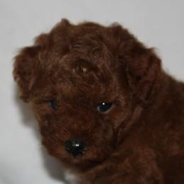 Australian Shepherd, Goldendoodle, and Poodle Puppies from 5AFarms