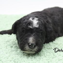 Dark Brew - Black and white male Bernedoodle puppy in Scottsville, Kentucky from Barren River Bernedoodles and Poodles