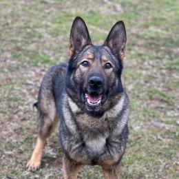 Erna - German Shepherd