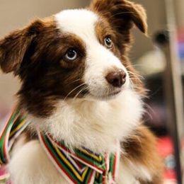 Red - Toy Australian Shepherd