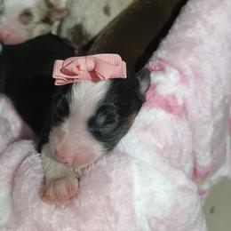 Tangos Smokin Aces - Black tri female Miniature Australian Shepherd puppy in Englewood, Florida from Tango Auusies & Minature American Shepherds