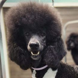 Charlie - Poodle