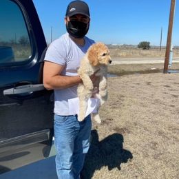 Goldendoodle Puppies from SMTX Doodles