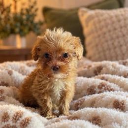Charlie - Red  male Goldendoodle puppy in Cumberland, Rhode Island from minigoldendoodlesofRI