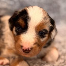 Priscilla - Blue merle female Miniature Australian Shepherd puppy in Athol, Idaho from Northern Aussies