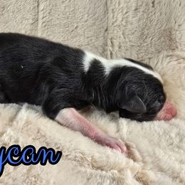 Lycan - Black tri-color male Australian Shepherd puppy in Albion, Michigan from Northern Lights Aussies (NL Aussies)