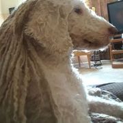 Spanish Water Dog Puppies from LIJA Spanish Water Dogs