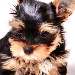 Yorkshire Terriers from Uptown Yorkies